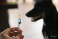 biaya vaksin rabies untuk manusia